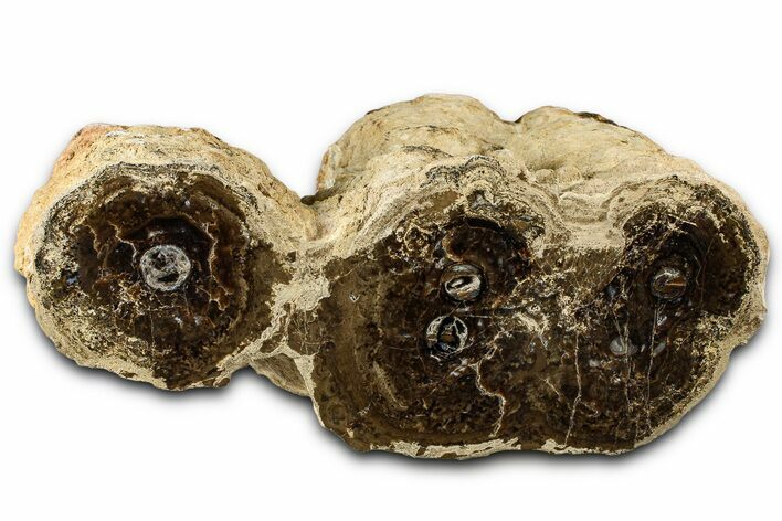 Polished Fossil Stromatolite Colony on Petrified Reed - Utah #365971